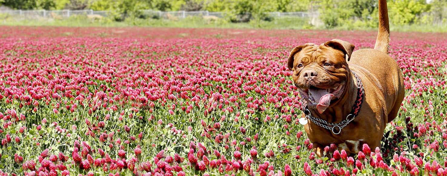 Silly Dog Names Popular Male And Female Names Wag silly dog names popular male and female names wag